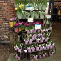 Indoor Flower Display At Whole Foods.