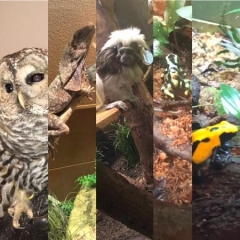 A collage display.  ID: Various wildlife including an owl, a lizard, and a frog.