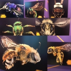 A collage display.  ID: Different types of bee species.