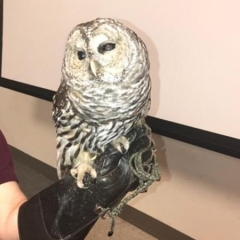 Participant holding a live owl.  ID: Participant is wearing a speacialty glove for handling an owl.