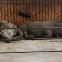Rhinoceros at the Bronx Zoo.  ID: Two rhinoceros laying around.