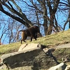 A baboon at the Bronx Zoo.  ID: A baboon is walking up a grassy hill.