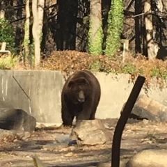 A brown bear.  ID: A bear at an outdoor enclosure at the Bronx Zoo.
